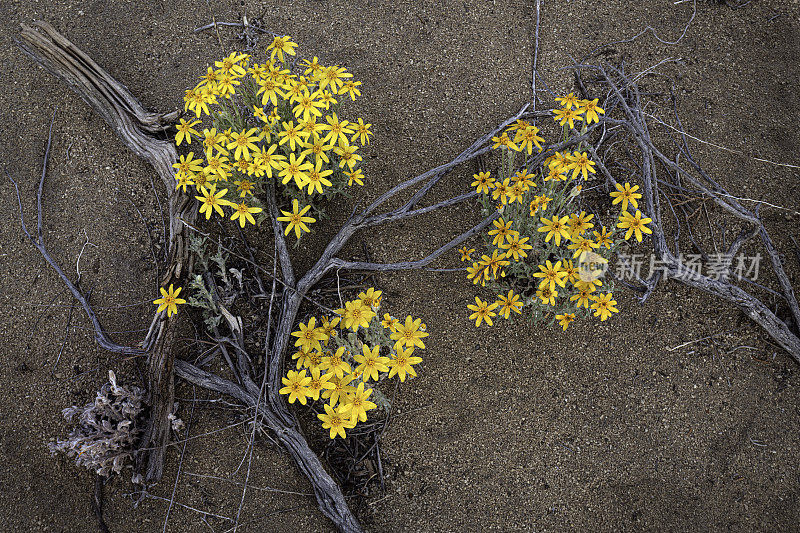 俄勒冈州阳光野花(Eriophyllum lanatum)在Badlands，俄勒冈东部